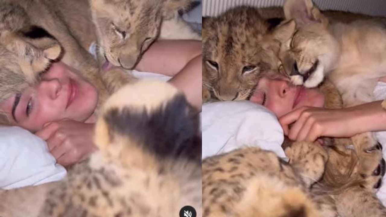 അവിശ്വസനീയം, യുവതിക്കൊപ്പം കിടക്കയിലുള്ളത് നാല് സിംഹക്കുഞ്ഞുങ്ങൾ, വീഡിയോ കണ്ട് ഞെട്ടി നെറ്റിസൺസ് 