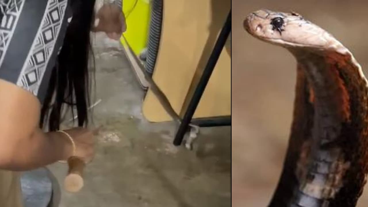 'വലിപ്പം കുറവാണേലെന്താ മൂർഖനാ...', പെഡൽ ഫാൻ പിന്നാലെ കസേരക്കാലിലും ചുറ്റി പാമ്പ്, ഒടുവിൽ പിടിയിൽ 'വലിപ്പം കുറവാണേലെന്താ മൂർഖനാ...', പെഡൽ ഫാൻ പിന്നാലെ കസേരക്കാലിലും ചുറ്റി പാമ്പ്, ഒടുവിൽ പിടിയിൽ