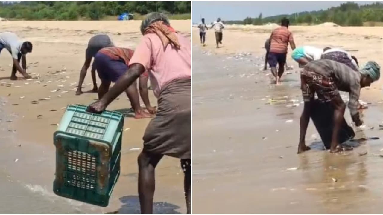 തീരത്ത് പറക്കണത് കണ്ടാ! കൂയ്... ഓടിവായോ... മക്കളെ പെട്ടിയിൽ വാരിയിട്ട് കോരെടാ; പെടക്കണ മത്തി പഞ്ചവടി ബീച്ചിൽ