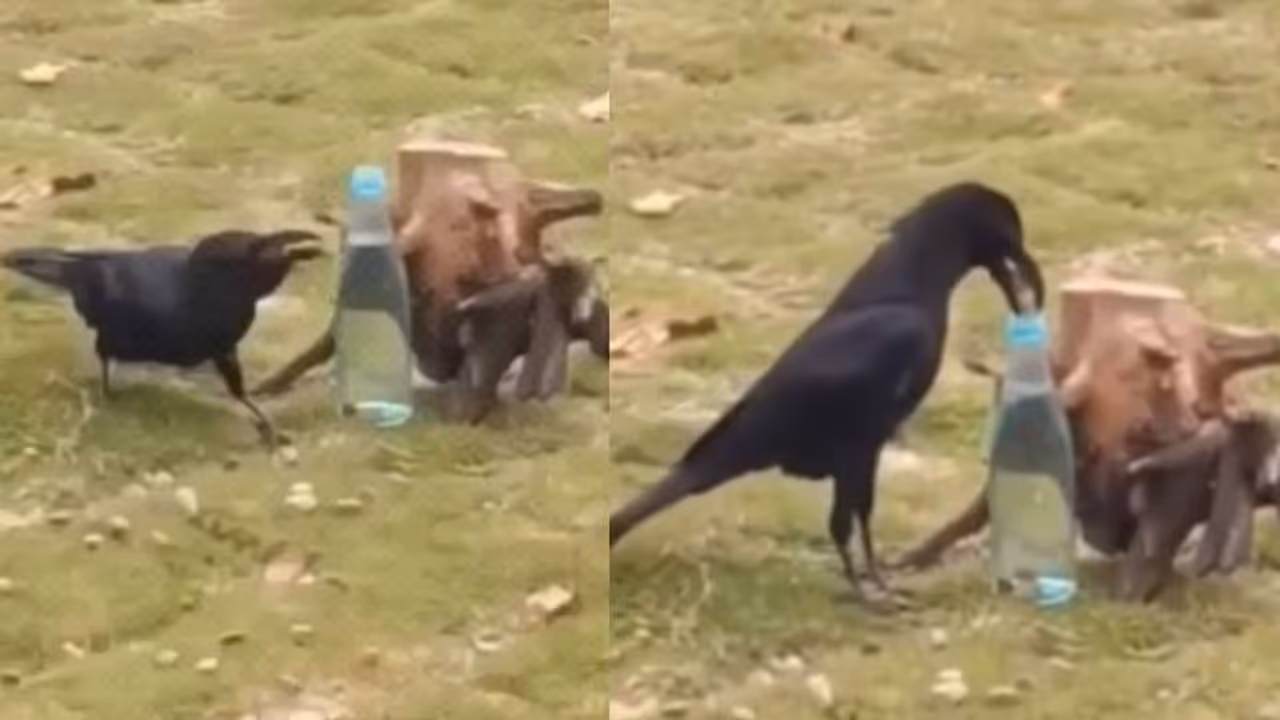 'ഇനി സമാധാനമായി മരിക്കാം, ആ കഥ സത്യമാണ് മക്കളേ'; കുപ്പിയിൽ കല്ലിട്ട് വെള്ളം കുടിക്കുന്ന കാക്ക 'ഇനി സമാധാനമായി മരിക്കാം, ആ കഥ സത്യമാണ് മക്കളേ'; കുപ്പിയിൽ കല്ലിട്ട് വെള്ളം കുടിക്കുന്ന കാക്ക