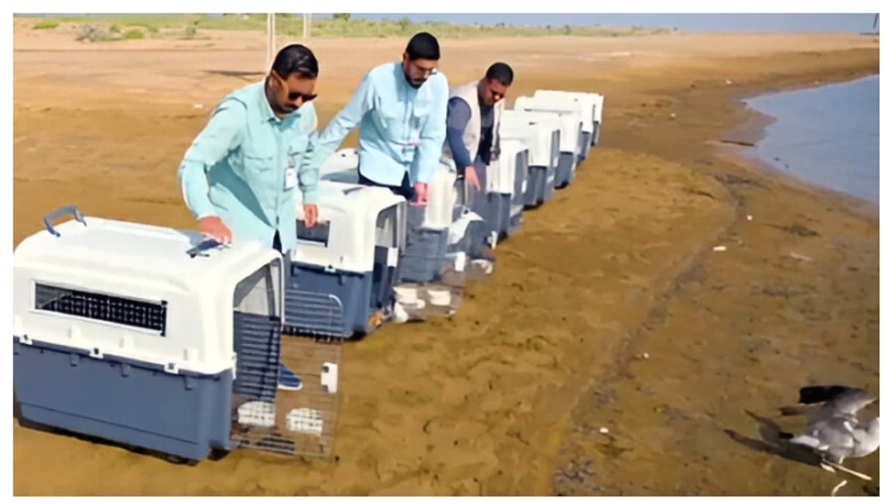 ചെങ്കടൽ തീരത്തെ ദേശാടന കടൽപക്ഷി സങ്കേതത്തില്‍ 16 കടൽപ്പക്ഷികളെ തുറന്നുവിട്ടു