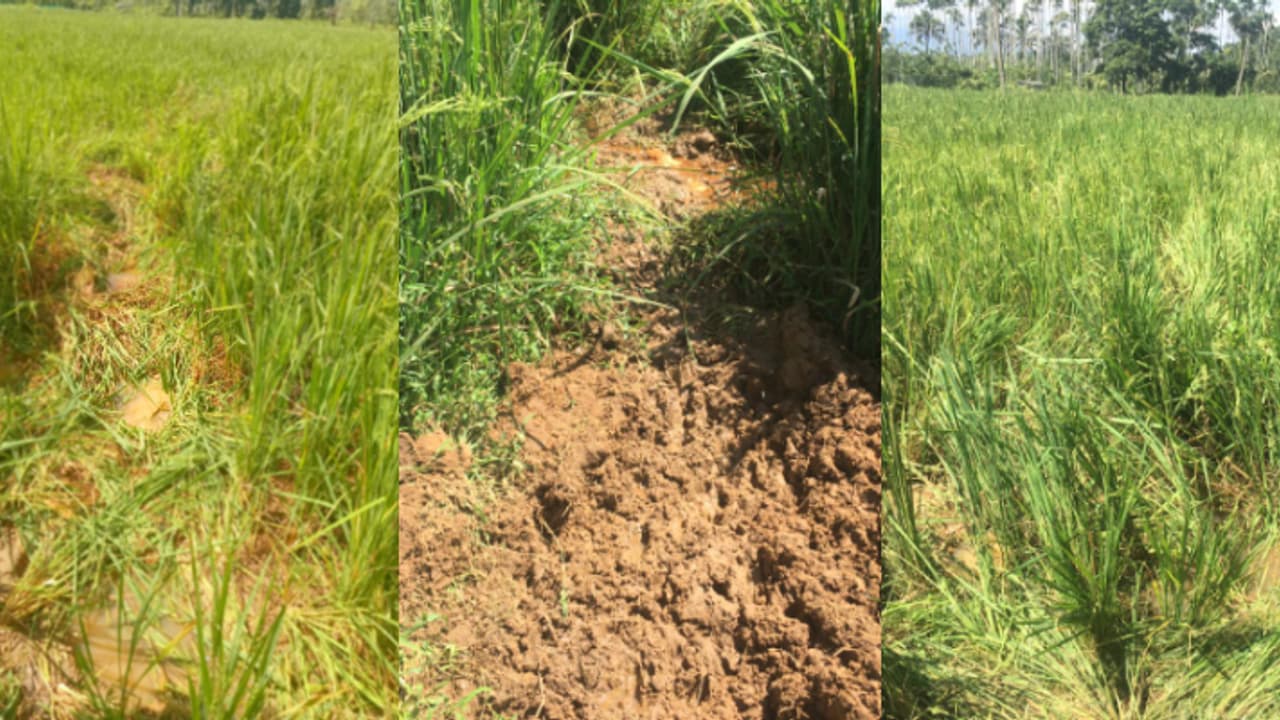 പാട്ടത്തിനെടുത്ത വയൽ, കൊയ്യാൻ ഒരു മാസം മാത്രം; വയനാട്ടിൽ 2.5 ഏക്കറിലെ നെല്ല് ചവിട്ടി മെതിച്ച് കാട്ടാനകൾ പാട്ടത്തിനെടുത്ത വയൽ, കൊയ്യാൻ ഒരു മാസം മാത്രം; വയനാട്ടിൽ 2.5 ഏക്കറിലെ നെല്ല് ചവിട്ടി മെതിച്ച് കാട്ടാനകൾ