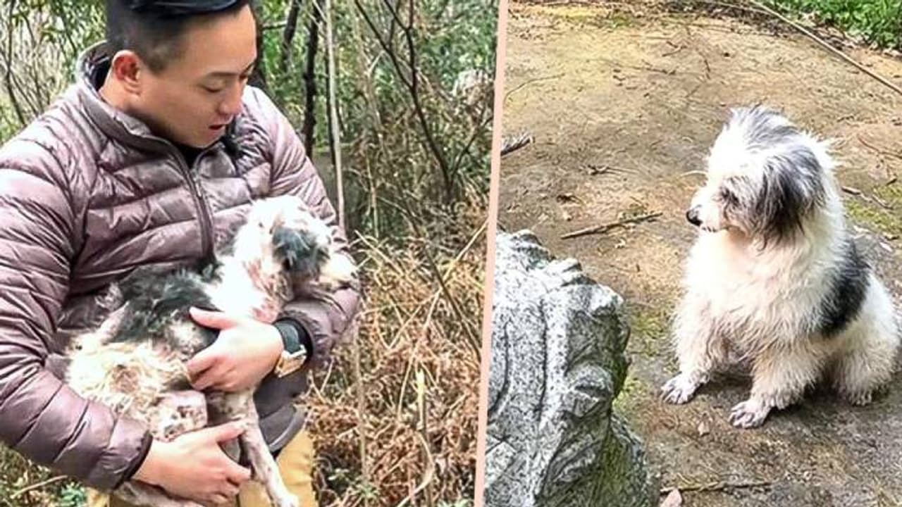 ഈ സ്നേഹത്തെ എന്തുപേരിട്ട് വിളിക്കും; ഉടമ മരിച്ചു, ശവകുടീരത്തിനരികിൽ 2 വർഷം ചെലവഴിച്ച് നായ, രക്ഷപ്പെടുത്തി