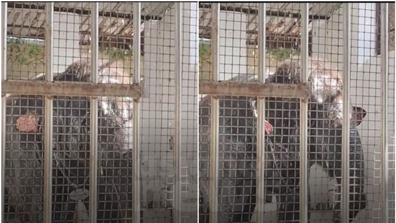 പാപ്പാനെ അടക്കം രണ്ട് പേരെ ക്ഷേത്രത്തിലെ ആന ചവിട്ടിക്കൊന്നു; ദാരുണ സംഭവം തൂത്തുക്കുടിയിൽ