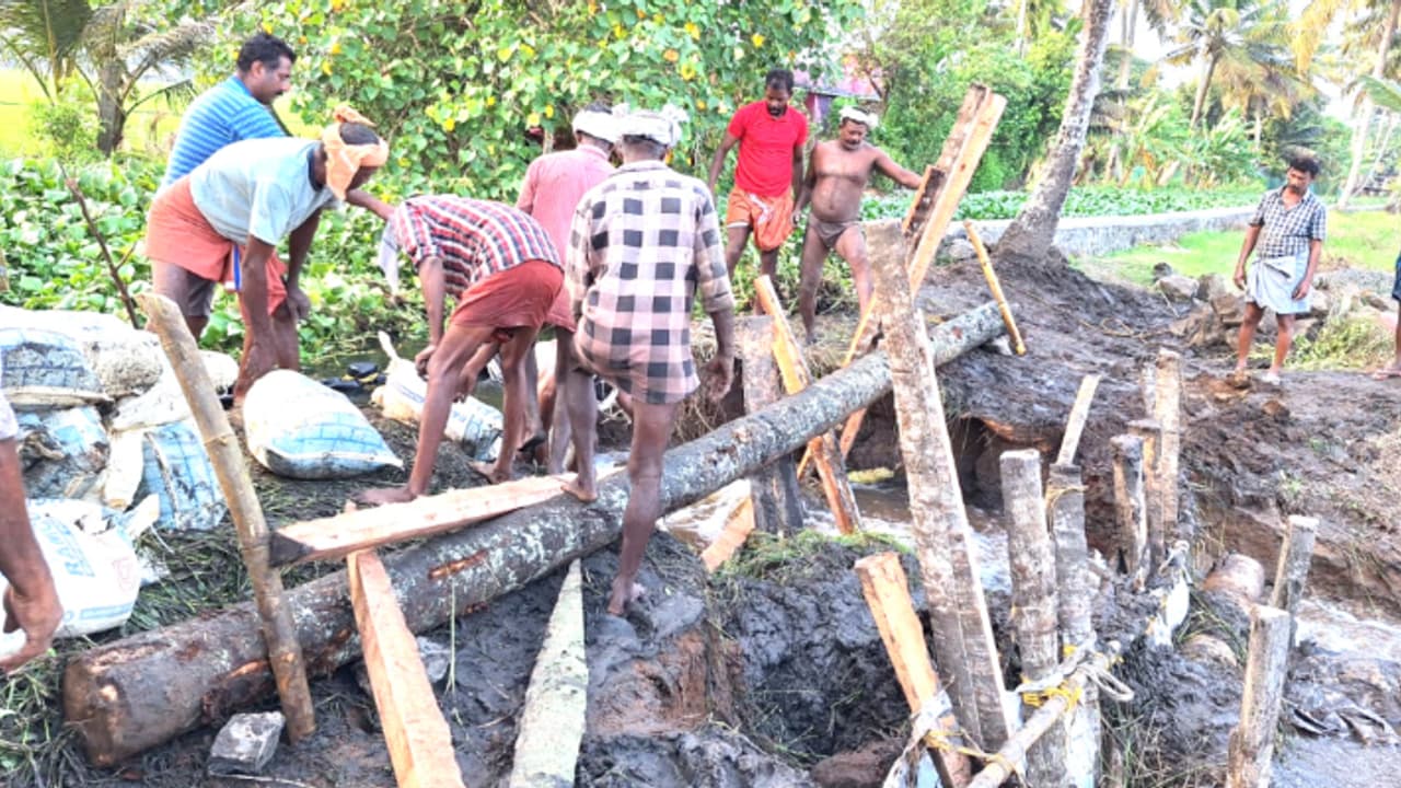അതിതീവ്രമായ വേലിയേറ്റം, കുട്ടനാട്ടിലെ എൺപതുംപാടം പാടശേഖരം മടവീഴ്ച ഭീഷണിയിൽ അതിതീവ്രമായ വേലിയേറ്റം, കുട്ടനാട്ടിലെ എൺപതുംപാടം പാടശേഖരം മടവീഴ്ച ഭീഷണിയിൽ