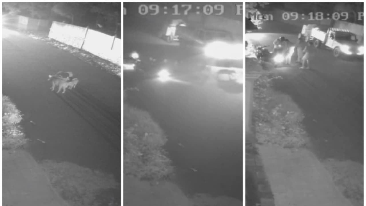 രാത്രി റോഡിന് നടുവിൽ കാട്ടുപന്നിക്കൂട്ടം; സ്കൂട്ടർ ഇടിച്ച് റോഡിലേക്ക് തെറിച്ചുവീണ് യുവാവിന് പരിക്ക് രാത്രി റോഡിന് നടുവിൽ കാട്ടുപന്നിക്കൂട്ടം; സ്കൂട്ടർ ഇടിച്ച് റോഡിലേക്ക് തെറിച്ചുവീണ് യുവാവിന് പരിക്ക്