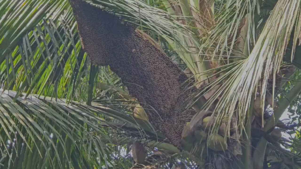 റോഡിലൂടെ നടന്നുപോകുമ്പോൾ കടന്നൽ കൂട്ടമായെത്തി; ഓടി വീട്ടിലേക്ക് കയറിയെങ്കിലും ആക്രമിച്ചു, 5 പേർക്ക് പരിക്ക് റോഡിലൂടെ നടന്നുപോകുമ്പോൾ കടന്നൽ കൂട്ടമായെത്തി; ഓടി വീട്ടിലേക്ക് കയറിയെങ്കിലും ആക്രമിച്ചു, 5 പേർക്ക് പരിക്ക്