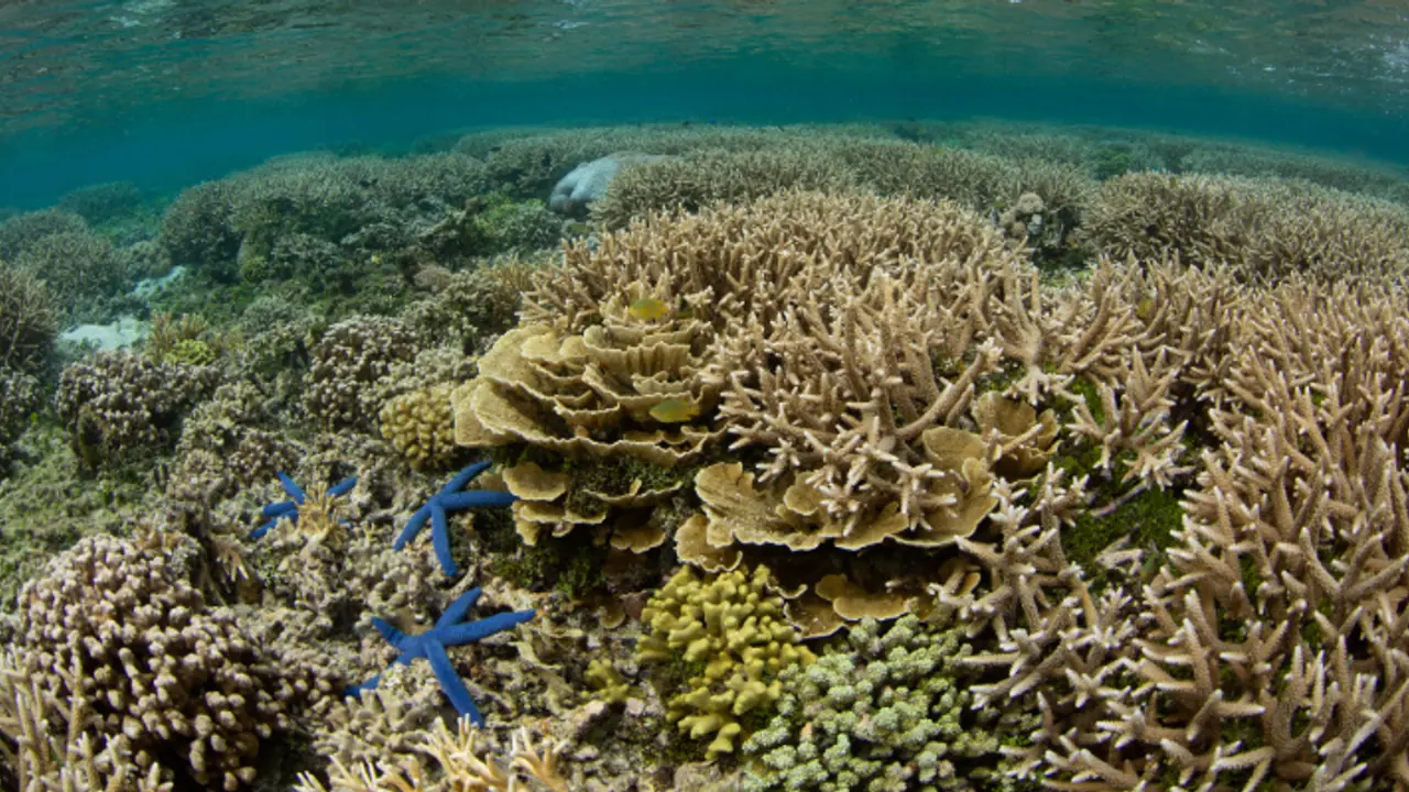 കടലിനടിയിലൊരു കത്തീഡ്രൽ പോലെ, 300 വർഷം പഴക്കം; സോളമൻ ദ്വീപിൽ ലോകത്തിലെ ഏറ്റവും വലിയ പവിഴപ്പുറ്റ് കണ്ടെത്തി