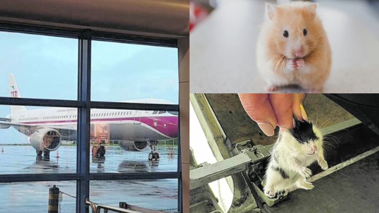 ചാടിപ്പോയത് 132 ഹാംപ്സ്റ്ററുകൾ, ക്യാബിനിൽ പലപ്പോഴായി ശല്യം ചെയ്ത് 'കുഞ്ഞെലികൾ', സർവ്വീസ് നിർത്തി വിമാനം ചാടിപ്പോയത് 132 ഹാംപ്സ്റ്ററുകൾ, ക്യാബിനിൽ പലപ്പോഴായി ശല്യം ചെയ്ത് 'കുഞ്ഞെലികൾ', സർവ്വീസ് നിർത്തി വിമാനം