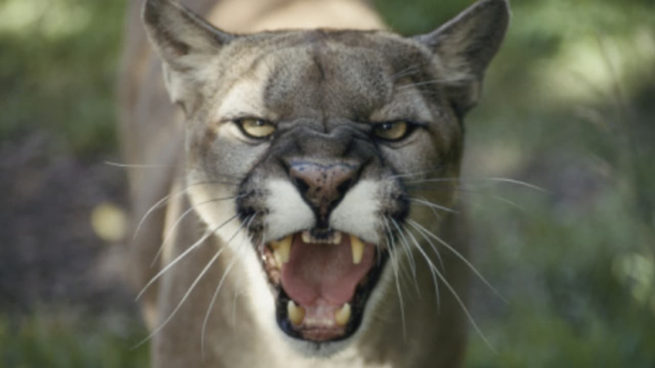 പർവ്വത സിംഹത്തെ തുരത്തി മരത്തിൽ കയറ്റി വളർത്തുനായ, രക്ഷകരായി വനംവകുപ്പ് പർവ്വത സിംഹത്തെ തുരത്തി മരത്തിൽ കയറ്റി വളർത്തുനായ, രക്ഷകരായി വനംവകുപ്പ്