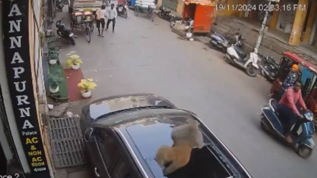 സിസിടിവി ദൃശ്യങ്ങൾ വൈറൽ, എല്ലാം സംഭവിച്ചത് സെക്കന്റുകൾക്കുള്ളിൽ, എസ്‍യുവിയുടെ സൺറൂഫ് തകർത്ത് കുരങ്ങൻ