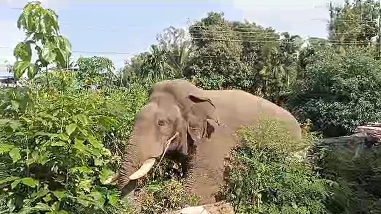 ಮಲೆನಾಡಲ್ಲಿ ಆನೆ ಹಾವಳಿ ತಡೆಗೆ ಆನೆ ವಿಹಾರಧಾಮ: ದೇಶದಲ್ಲೇ ಮೊದಲ ಯೋಜನೆ ಮಲೆನಾಡಲ್ಲಿ ಆನೆ ಹಾವಳಿ ತಡೆಗೆ ಆನೆ ವಿಹಾರಧಾಮ: ದೇಶದಲ್ಲೇ ಮೊದಲ ಯೋಜನೆ