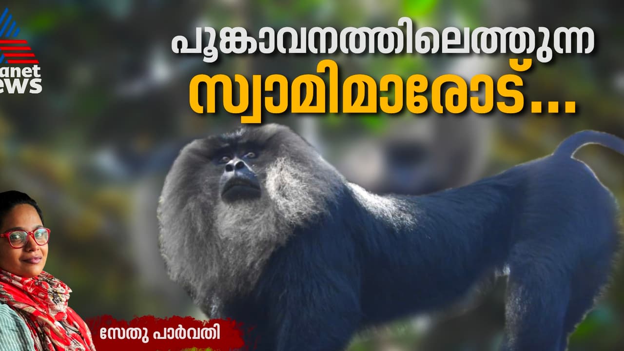 പൂങ്കാവനത്തിന്‍റെ വിശുദ്ധിയും സിംഹവാലന്‍ മക്കാക്കുകളുടെ സംരക്ഷണവും 