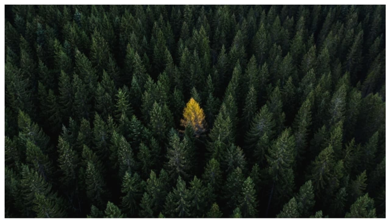 90 ദശലക്ഷം വര്‍ഷം മുമ്പ് അന്‍റാര്‍ട്ടിക്ക ഒരു മിതശീതോഷ്ണ വനമായിരുന്നെന്ന് കണ്ടെത്തൽ