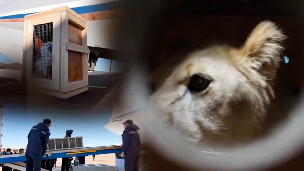 North Korea's troops bolster Russia, get African lion and bears in exchange (WATCH)