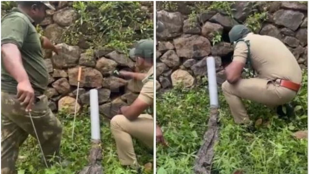 ഒന്നനങ്ങാൻ വയ്യാതെ കിംഗ്! അങ്ങോട്ടുമില്ല ഇങ്ങോട്ടുമില്ല, കല്ലുകൾക്കിടയിൽ കുടുങ്ങിയ രാജവെമ്പാലയെ രക്ഷിച്ചു ഒന്നനങ്ങാൻ വയ്യാതെ കിംഗ്! അങ്ങോട്ടുമില്ല ഇങ്ങോട്ടുമില്ല, കല്ലുകൾക്കിടയിൽ കുടുങ്ങിയ രാജവെമ്പാലയെ രക്ഷിച്ചു