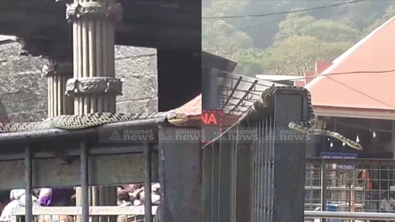 ശബരിമല സന്നിധാനത്ത് പതിനെട്ടാം പടിയ്ക്ക് സമീപം പാമ്പ്; പരിഭ്രാന്തരായി അയ്യപ്പ ഭക്തര്, പിടികൂടി കാട്ടിൽ വിട്ടു ശബരിമല സന്നിധാനത്ത് പതിനെട്ടാം പടിയ്ക്ക് സമീപം പാമ്പ്; പരിഭ്രാന്തരായി അയ്യപ്പ ഭക്തര്, പിടികൂടി കാട്ടിൽ വിട്ടു