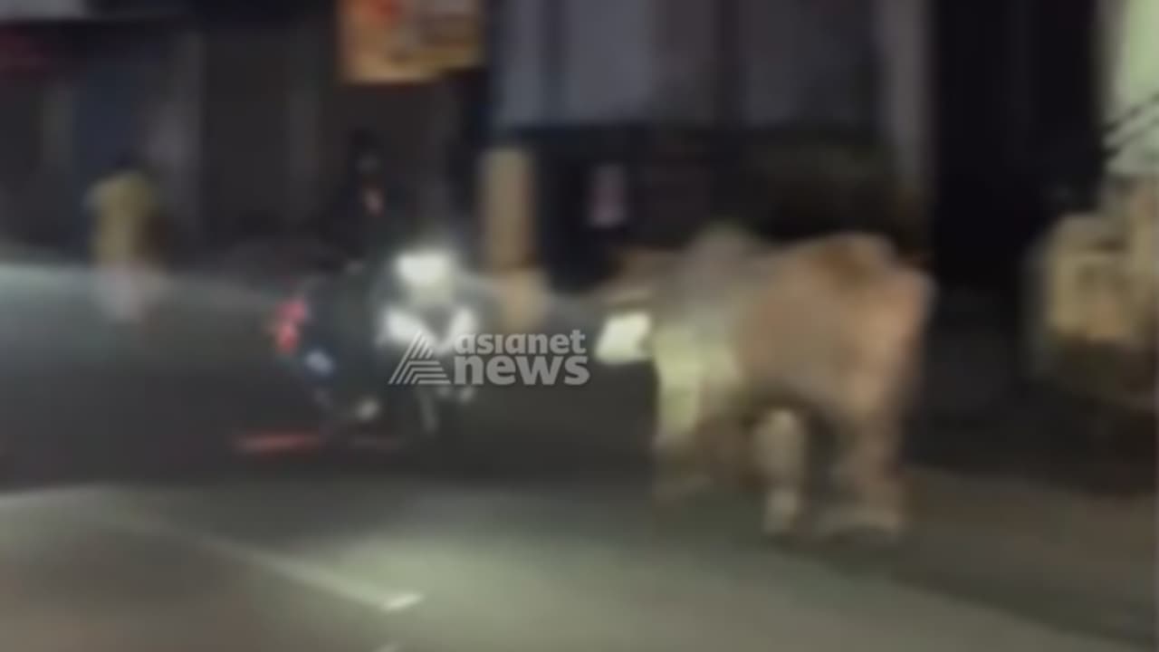 കാഞ്ഞിരപ്പള്ളിയിൽ അറവുശാലയിലെത്തിച്ച കാള വിരണ്ടോടി: സ്കൂട്ടർ യാത്രികനെ ഇടിച്ചിട്ടു; 67കാരന് പരുക്ക് കാഞ്ഞിരപ്പള്ളിയിൽ അറവുശാലയിലെത്തിച്ച കാള വിരണ്ടോടി: സ്കൂട്ടർ യാത്രികനെ ഇടിച്ചിട്ടു; 67കാരന് പരുക്ക്