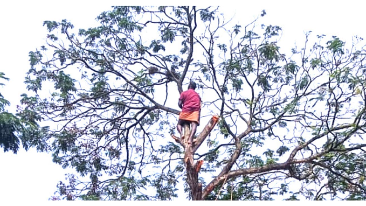 പലരുടെയും യാത്ര മുടങ്ങുന്നു, കടകളിൽ ആളുകയറുന്നില്ല; നാടിനെ ദുരിതത്തിലാക്കി മരം, ശിഖരങ്ങൾ വെട്ടിമാറ്റി പലരുടെയും യാത്ര മുടങ്ങുന്നു, കടകളിൽ ആളുകയറുന്നില്ല; നാടിനെ ദുരിതത്തിലാക്കി മരം, ശിഖരങ്ങൾ വെട്ടിമാറ്റി