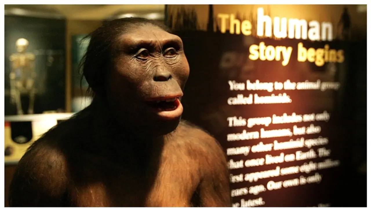 ലൂസി, ആള്‍ക്കുരങ്ങുകള്‍ക്കും മനുഷ്യനുമിടയിലെ നഷ്ടപ്പെട്ട കണ്ണിയാണെന്ന് പഠനം 