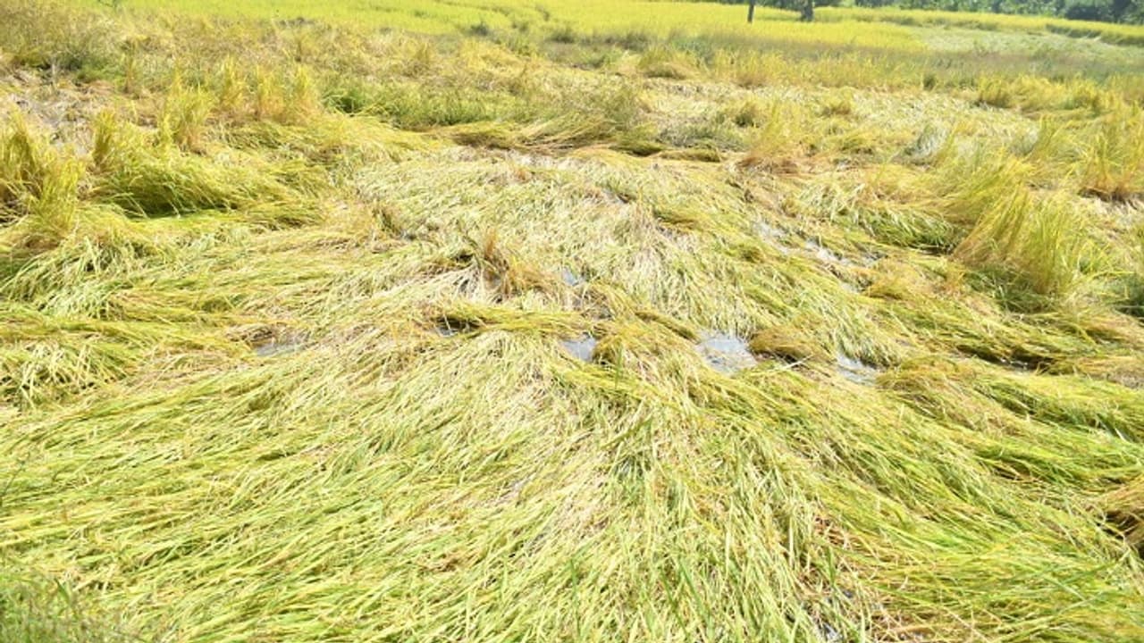 ಚಿಕ್ಕಮಗಳೂರು: ಕಾಡಾನೆಗಳ ಅಬ್ಬರಕ್ಕೆ ಬೆಳೆ ಮಣ್ಣು ಪಾಲು, ಕಂಗಾಲಾದ ಅನ್ನದಾತ! ಚಿಕ್ಕಮಗಳೂರು: ಕಾಡಾನೆಗಳ ಅಬ್ಬರಕ್ಕೆ ಬೆಳೆ ಮಣ್ಣು ಪಾಲು, ಕಂಗಾಲಾದ ಅನ್ನದಾತ!