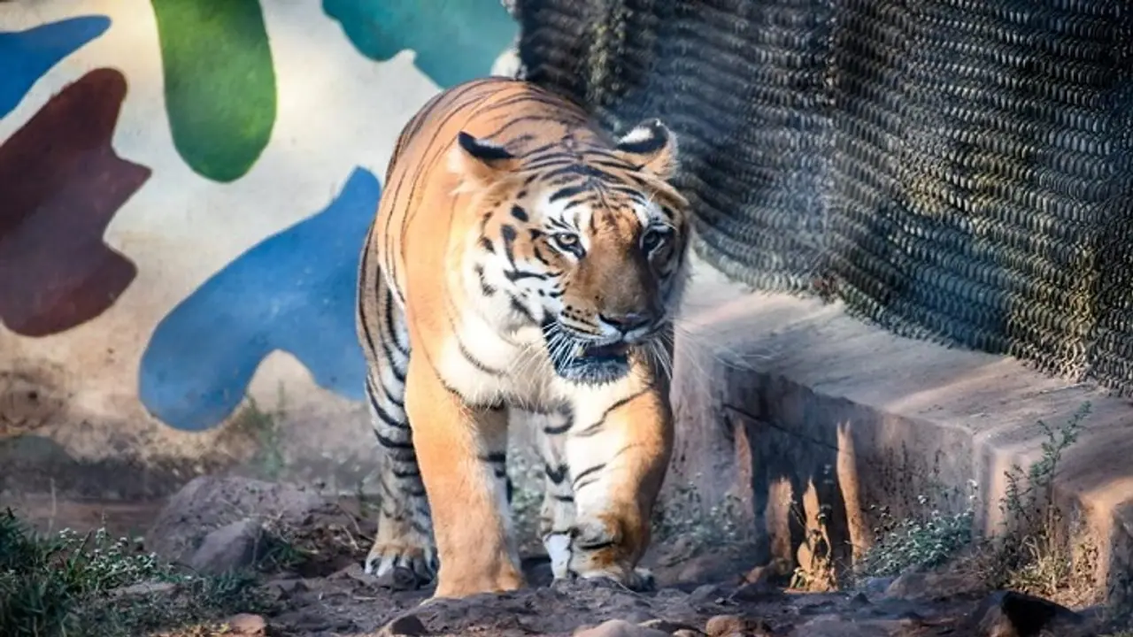 ಬೆಳಗಾವಿ: ಕಿತ್ತೂರು ರಾಣಿ ಚನ್ನಮ್ಮ ಕಿರು ಮೃಗಾಲಯದಲ್ಲಿ ಅನಾರೋಗ್ಯದಿಂದ ಹುಲಿ ಸಾವು