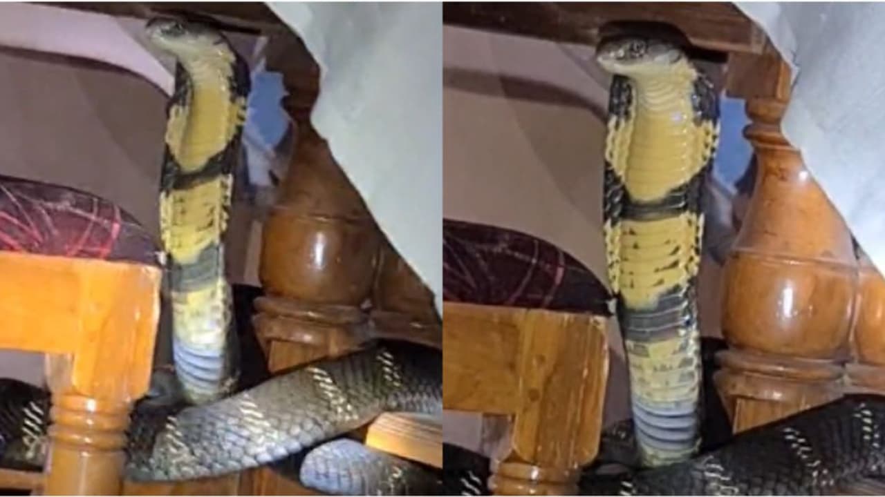 വീട്ടിലെ ഡൈനിങ് ടേബിളിന്റെ അടിയിൽ ഒളിച്ചിരുന്ന രാജവെമ്പാല, വനം വകുപ്പ് ഉദ്യോഗസ്ഥരെത്തി പിടികൂടി വീട്ടിലെ ഡൈനിങ് ടേബിളിന്റെ അടിയിൽ ഒളിച്ചിരുന്ന രാജവെമ്പാല, വനം വകുപ്പ് ഉദ്യോഗസ്ഥരെത്തി പിടികൂടി