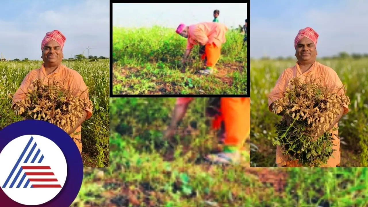 Chitradurga: ಶೇಂಗಾ ಬೆಳೆದು ಸ್ವತಃ ಕೊಯ್ಲು ಮಾಡಿದ ಮೊಳಕಾಲ್ಮೂರು ಶ್ರೀ!