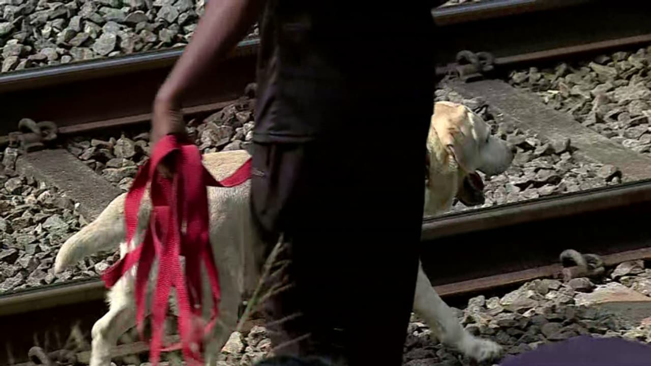 ഒരു കോടിയും 300 പവനും കവർന്ന സംഭവം; പൊലീസ് നായ മണം പിടിച്ച് റെയിൽവേ പാളത്തിൽ, പരിശോധന തുടരുന്നു