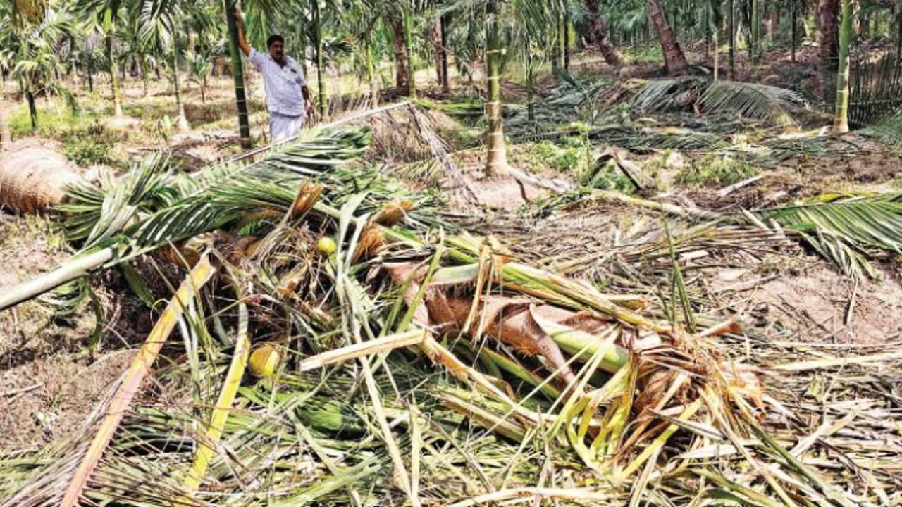രാത്രിയെന്നോ പകലെന്നോ ഇല്ല, മലപ്പുറത്ത് കൃഷിയിടങ്ങളിൽ തമ്പടിച്ച് കാട്ടാനകൾ, കർഷക ദുരിതത്തിന് അറുതിയില്ല രാത്രിയെന്നോ പകലെന്നോ ഇല്ല, മലപ്പുറത്ത് കൃഷിയിടങ്ങളിൽ തമ്പടിച്ച് കാട്ടാനകൾ, കർഷക ദുരിതത്തിന് അറുതിയില്ല