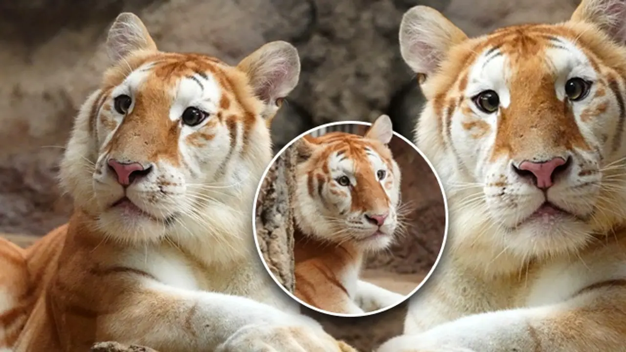 Ava the golden tiger steals the show after Moo Deng's viral moment; See PHOTOS Ava the golden tiger steals the show after Moo Deng's viral moment; See PHOTOS