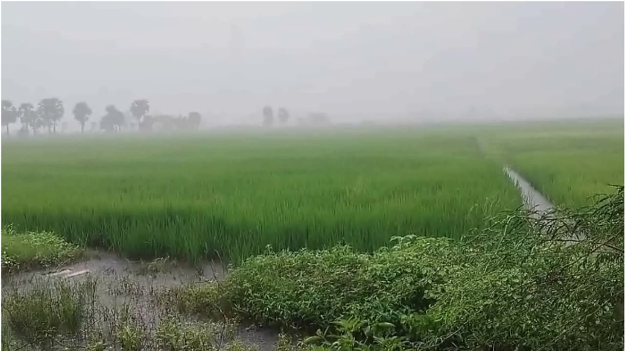 തീവ്രന്യൂന മർദം; തമിഴ്നാട്ടിൽ അതിശക്തമായ മഴ, 2 ജില്ലകളിൽ റെഡ് അലർട്ട്, 9 ജില്ലകളിൽ സ്കൂളുകൾക്ക് അവധി തീവ്രന്യൂന മർദം; തമിഴ്നാട്ടിൽ അതിശക്തമായ മഴ, 2 ജില്ലകളിൽ റെഡ് അലർട്ട്, 9 ജില്ലകളിൽ സ്കൂളുകൾക്ക് അവധി