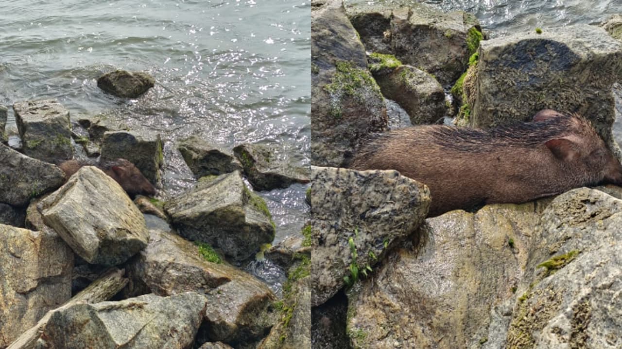 കടലില്‍ 'ചാടി' കാട്ടുപന്നി, കരയിലെത്തിയപ്പോൾ കടല്‍ഭിത്തിയില്‍ കുടുങ്ങി, പയ്യോളി കടപ്പുറത്ത് അസാധാരണ സംഭവങ്ങൾ