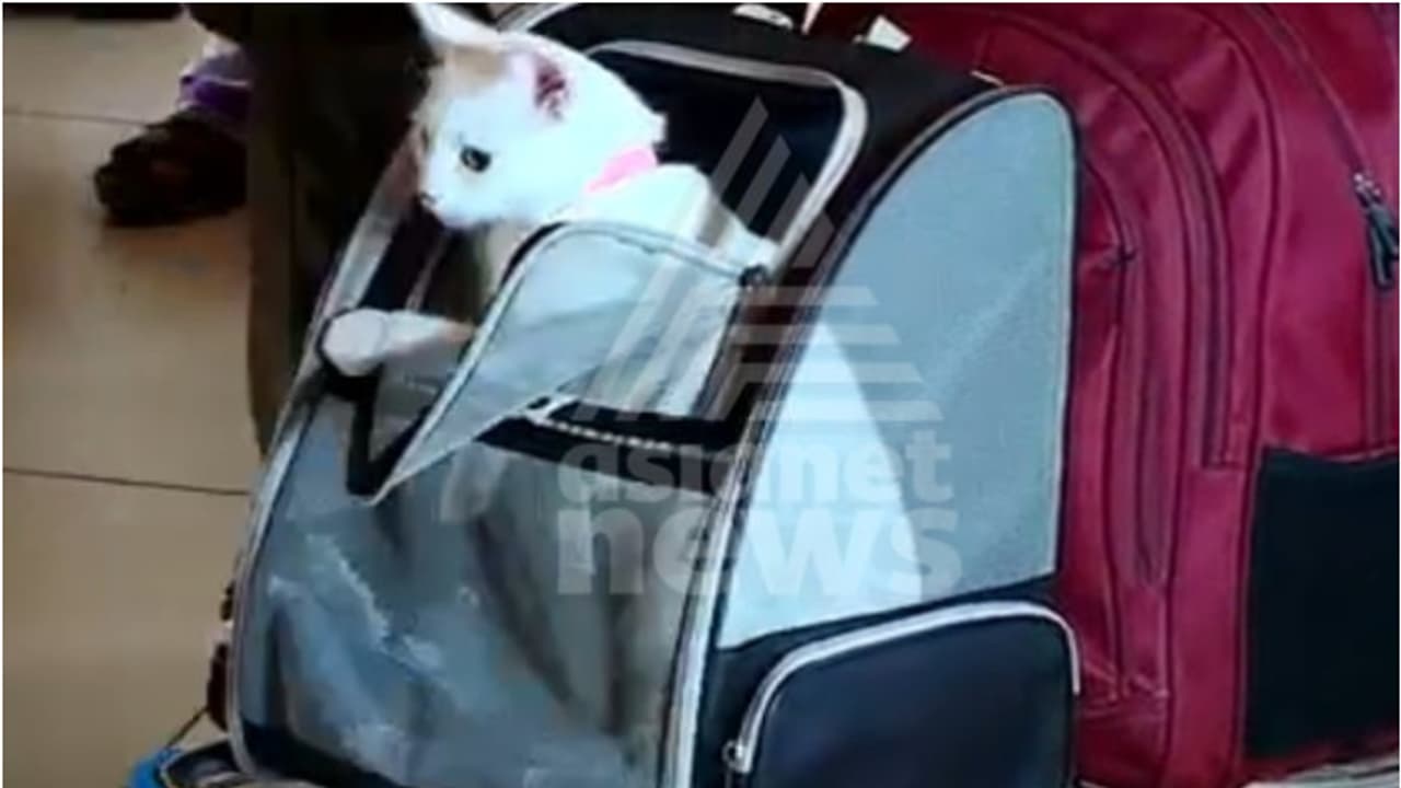 ദോഹയിൽ നിന്ന് പറന്നുയര്ന്ന കൊച്ചിയിലേക്കുള്ള വിമാനം; സീറ്റിൽ ഗമ കുറയ്ക്കാതെ 'പൂച്ച സെര്', കേരളത്തിൽ ആദ്യം ദോഹയിൽ നിന്ന് പറന്നുയര്ന്ന കൊച്ചിയിലേക്കുള്ള വിമാനം; സീറ്റിൽ ഗമ കുറയ്ക്കാതെ 'പൂച്ച സെര്', കേരളത്തിൽ ആദ്യം