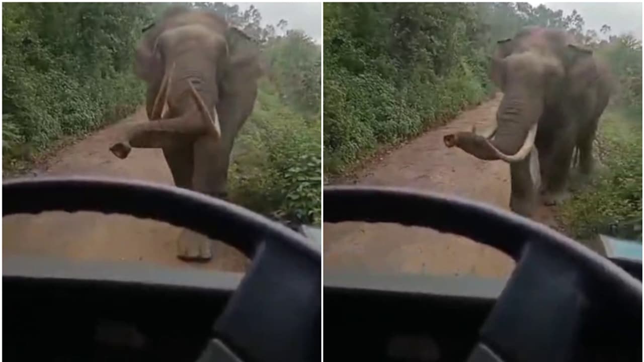 പടയപ്പയ്ക്ക് മുന്നിൽ കുട്ടികളുമായെത്തിയ സ്കൂൾ ബസ്; ആന പാഞ്ഞടുത്തു, കുട്ടികൾ രക്ഷപ്പെട്ടത് തലനാരിഴയ്ക്ക്