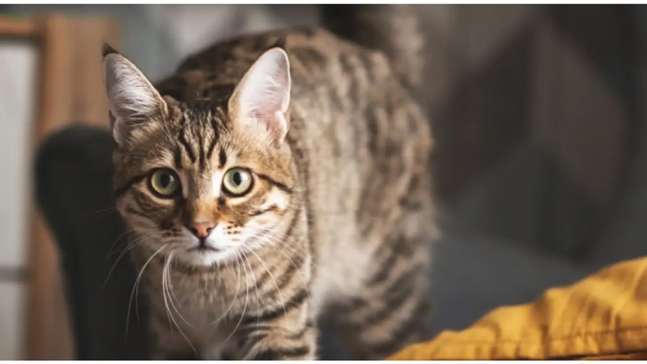 UP SHOCKER! Woman, her friends kill cat, set it on fire for 'bringing bad luck' by crossing their path