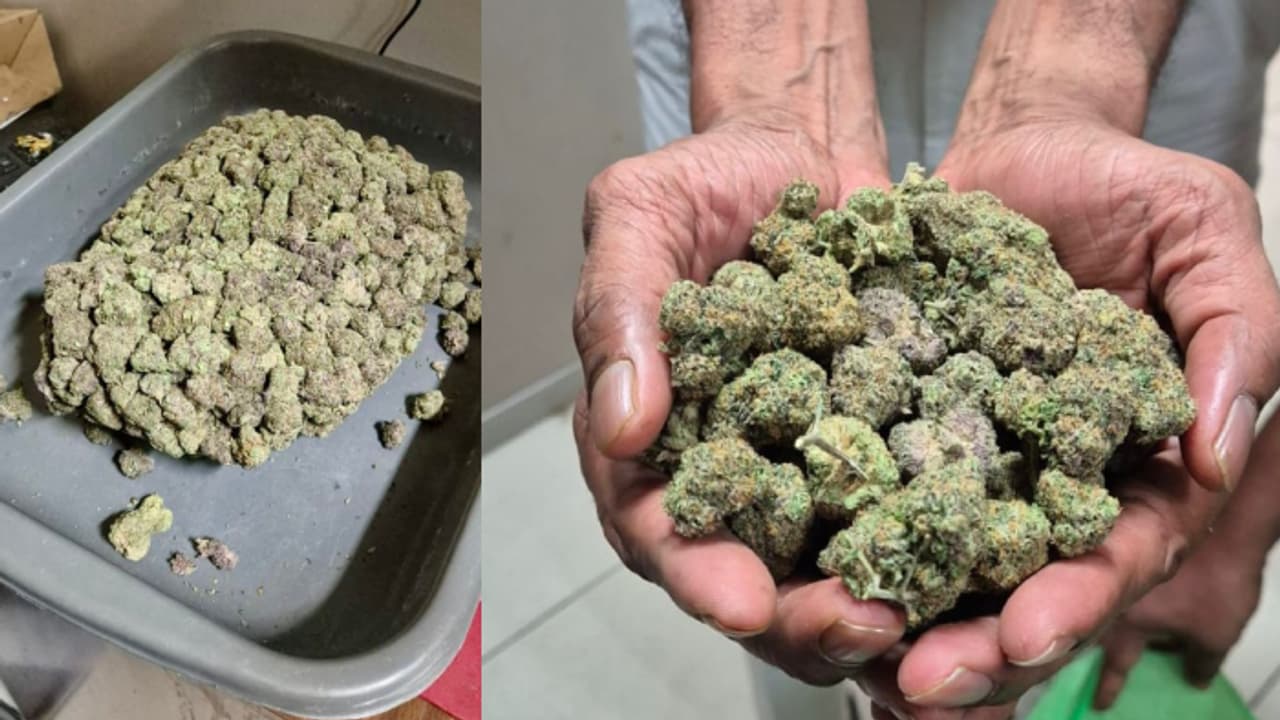 17 ബാഗുകളുമായി കൊച്ചിയിൽ പറന്നിറങ്ങി കോഴിക്കോട് സ്വദേശി, പിന്നാലെ പരിശോധന; പിടിച്ചത് 2.25 കോടിയുടെ കഞ്ചാവ്