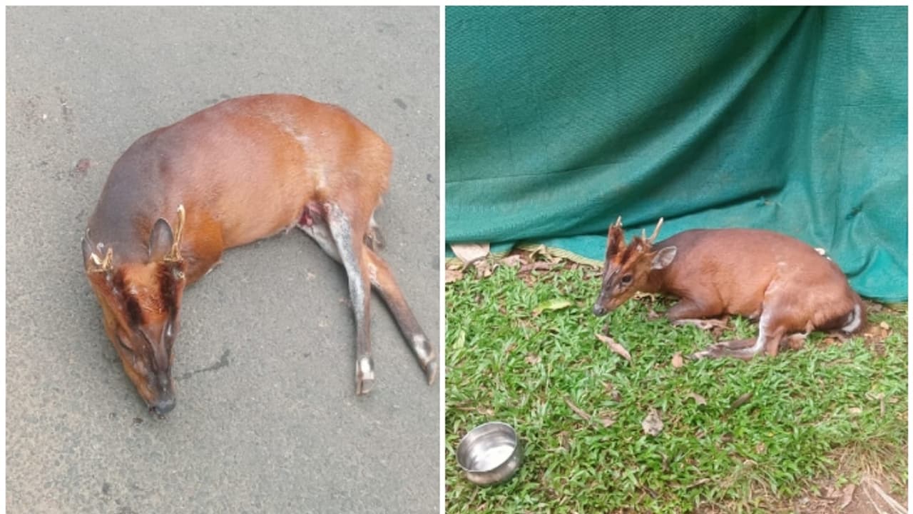 വാഹനം ഇടിച്ച് റോഡിൽ കിടന്നത് മണിക്കൂറുകളോളം,വിവരമറിയിച്ചിട്ടും ആരുമെത്തിയില്ല; വനംവകുപ്പ് അനാസ്ഥ, കേഴമാൻ ചത്തു വാഹനം ഇടിച്ച് റോഡിൽ കിടന്നത് മണിക്കൂറുകളോളം,വിവരമറിയിച്ചിട്ടും ആരുമെത്തിയില്ല; വനംവകുപ്പ് അനാസ്ഥ, കേഴമാൻ ചത്തു