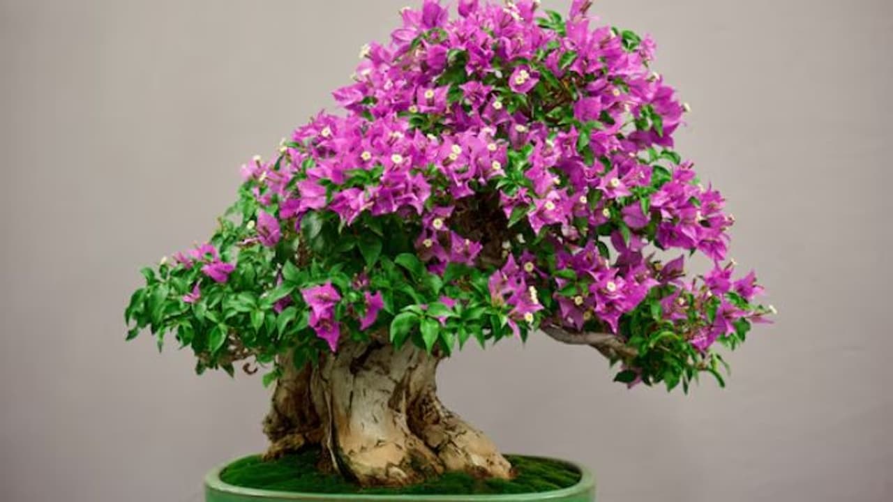 Bonsai plant placement in home Bonsai plant placement in home