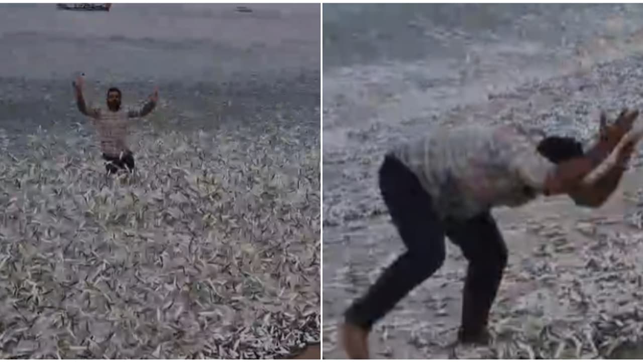 കൂയ്... ഓടിവായോ... തീരത്ത് പറക്കണത് കണ്ടാ, മക്കളെ പെട്ടിയിൽ വാരിയിട്ട് കോരെടാ; ചാവക്കാട് വീണ്ടും ചാകര കൂയ്... ഓടിവായോ... തീരത്ത് പറക്കണത് കണ്ടാ, മക്കളെ പെട്ടിയിൽ വാരിയിട്ട് കോരെടാ; ചാവക്കാട് വീണ്ടും ചാകര