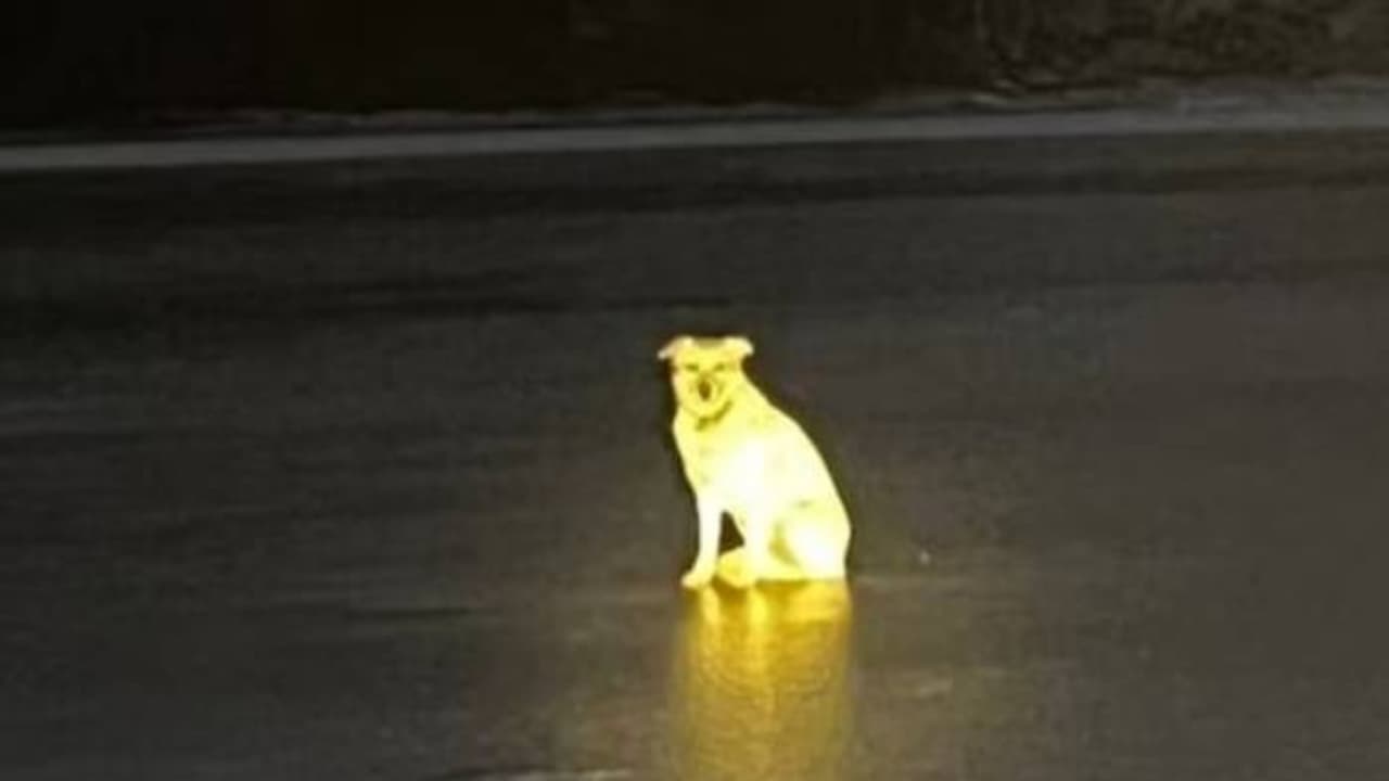 വിശ്വസിക്കില്ല പക്ഷേ സത്യമാണ്; ബെല്‍ക്ക മടങ്ങിയില്ല, തണുത്തുറഞ്ഞ നദിയിൽ നിന്നും ഉടമ കയറിവരുന്നതും കാത്തിരുന്നു