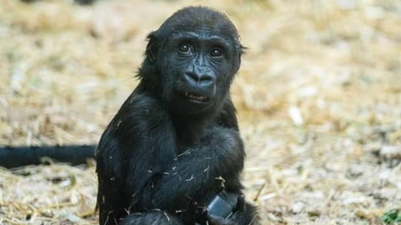 അതിദാരുണം, നടുക്കം മാറാതെ മൃ​ഗശാല, ഹൈഡ്രോളിക് വാതിലിൽ കുടുങ്ങി, 2 വയസ്സുള്ള ഗോറില്ലയ്ക്ക് ദാരുണാന്ത്യം