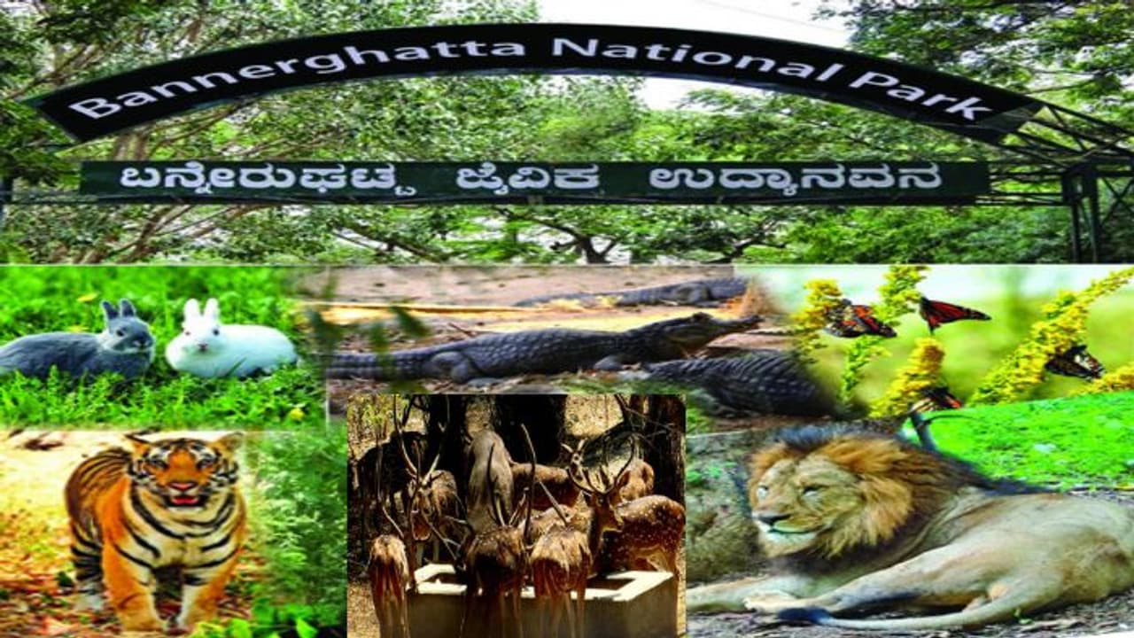 ಬನ್ನೇರುಘಟ್ಟ ಹುಲಿ ಸಿಂಹಕ್ಕೆ ಜಿಂಕೆ ಸಿಗ್ತಿಲ್ಲ, ಇಲ್ಲೊಬ್ಬ ಜಿಂಕೆ ಬೇಟೆಯಾಡಿ ಜನರಿಗೆ ಮಾಂಸ ಮಾರಾಟ ಮಾಡ್ತಾನೆ! ಬನ್ನೇರುಘಟ್ಟ ಹುಲಿ ಸಿಂಹಕ್ಕೆ ಜಿಂಕೆ ಸಿಗ್ತಿಲ್ಲ, ಇಲ್ಲೊಬ್ಬ ಜಿಂಕೆ ಬೇಟೆಯಾಡಿ ಜನರಿಗೆ ಮಾಂಸ ಮಾರಾಟ ಮಾಡ್ತಾನೆ!