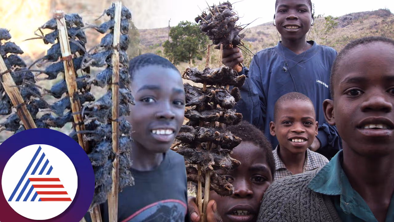 ಫ್ರೈಡ್ ಇಲಿ ಮಾಂಸಕ್ಕೆ ಭರ್ಜರಿ ಬೇಡಿಕೆ, ಕಚ್ಚಿ ಕಚ್ಚಿ ತಿಂತಾರೆ ಜನ ಫ್ರೈಡ್ ಇಲಿ ಮಾಂಸಕ್ಕೆ ಭರ್ಜರಿ ಬೇಡಿಕೆ, ಕಚ್ಚಿ ಕಚ್ಚಿ ತಿಂತಾರೆ ಜನ