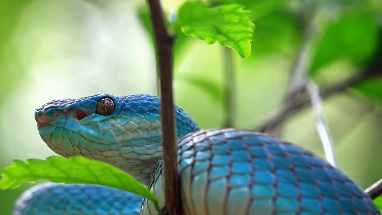 ಚೈನೀಸ್‌ ಹೊಸ ವರ್ಷವೂ ಪ್ರಾರಂಭ ಆಗ್ತಾ ಇದೆ! ʼಹಾವಿನ ವರ್ಷʼದಲ್ಲಿ ನಿಮ್ಮ ಭವಿಷ್ಯ ಹೀಗಿರುತ್ತೆ ನೋಡಿ