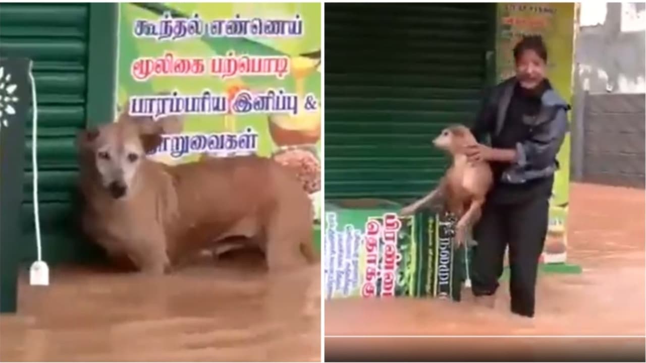 Puducherry floods: Dog stuck in rising waters rescued; heartwarming video goes viral (WATCH)
