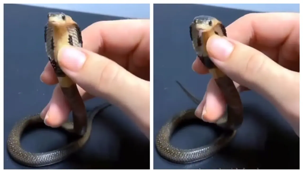 'മൂർഖന്‍ കുഞ്ഞിനെ താലോലിക്കുന്ന കൈകള്‍'; കൂഞ്ഞൂട്ടന്‍ വിളിയുമായി മലയാളികളും, വൈറല്‍ വീഡിയോ 