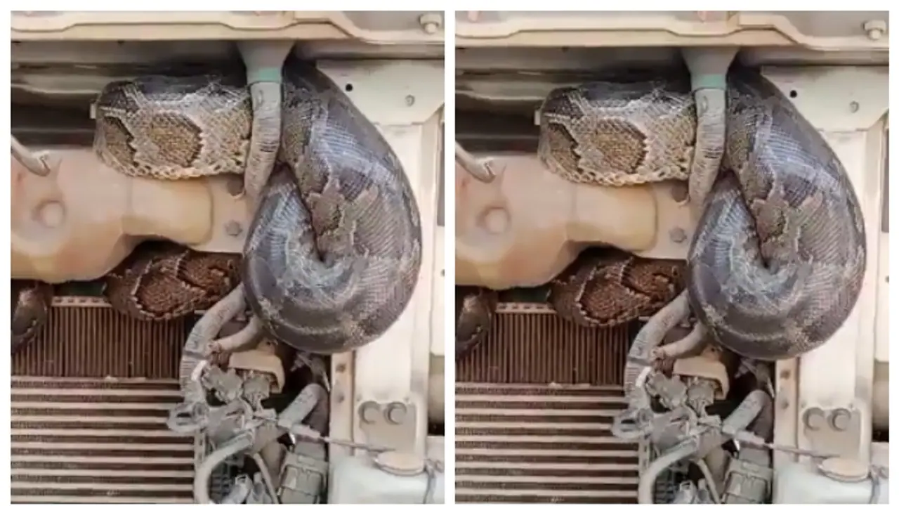 യുപിയില്‍ നിന്നും ബീഹാറിലേക്ക്; കൂറ്റന്‍ പെരുമ്പാമ്പിന്‍റെ ട്രക്ക് യാത്രാ വീഡിയോ വൈറൽ