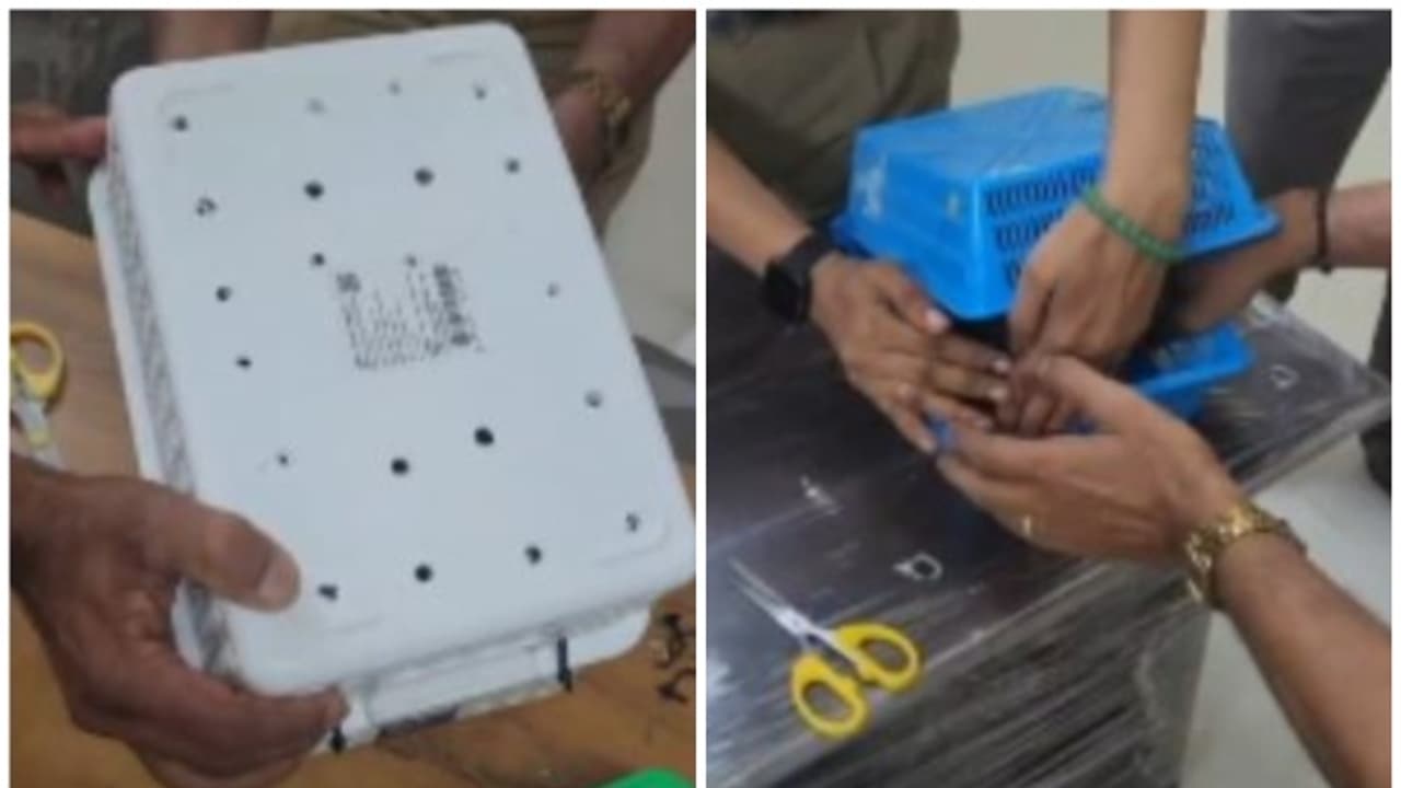 കൊച്ചിയിൽ വന്നിറങ്ങിയ രണ്ട് പേരുടെ പെരുമാറ്റത്തിൽ സംശയം, ബാഗേജിൽ നിന്ന് അസാധാരണ ശബ്ദവും; 14 അപൂർവയിനം പക്ഷികൾ കൊച്ചിയിൽ വന്നിറങ്ങിയ രണ്ട് പേരുടെ പെരുമാറ്റത്തിൽ സംശയം, ബാഗേജിൽ നിന്ന് അസാധാരണ ശബ്ദവും; 14 അപൂർവയിനം പക്ഷികൾ