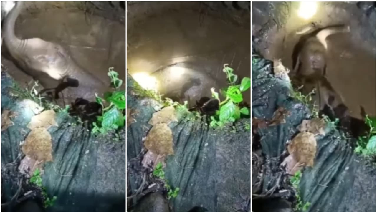 കൂട്ടംതെറ്റിയ കാട്ടാനക്കുട്ടി കിണറ്റിൽ വീണു, കിണറിന്‍റെ വശം ഇടിച്ച് വടം കെട്ടി പുറത്തെത്തിച്ചു